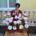 gerishtatyana